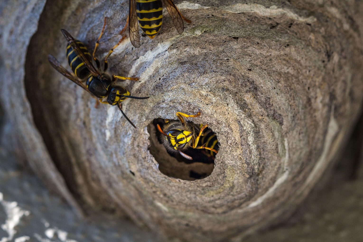 Wasps Wasp Treatments