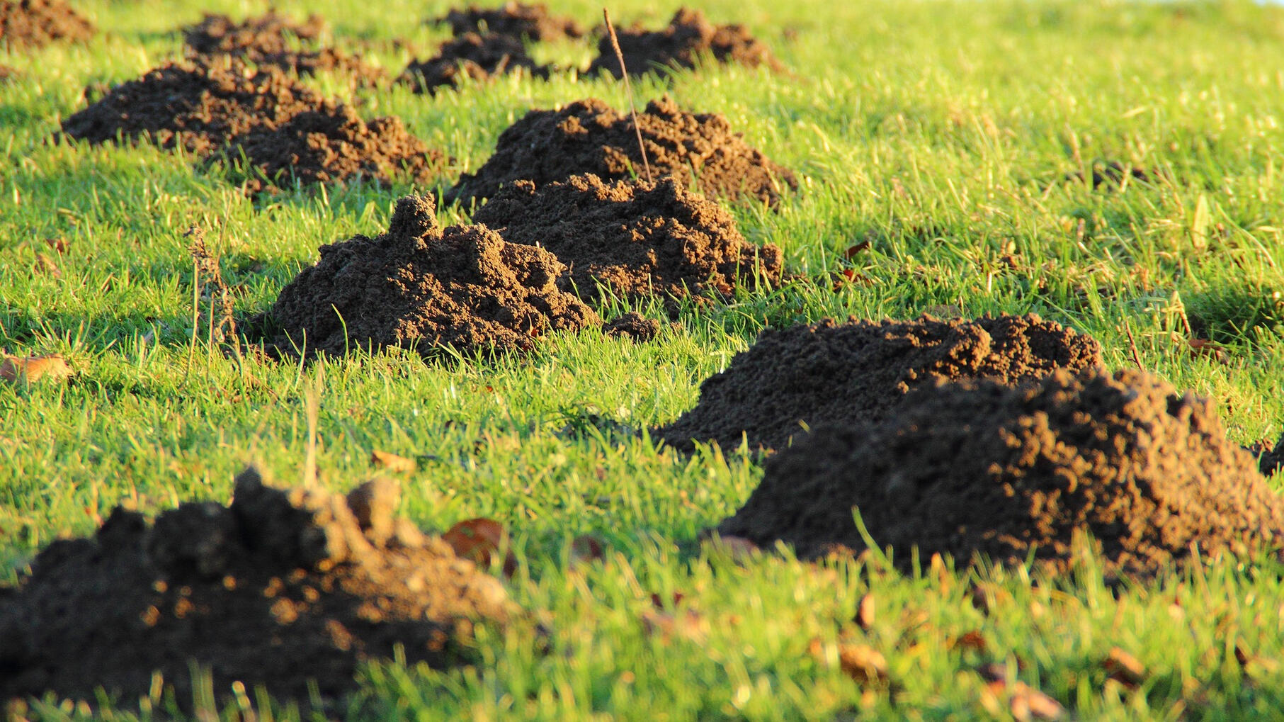 Moles Mole Treatment