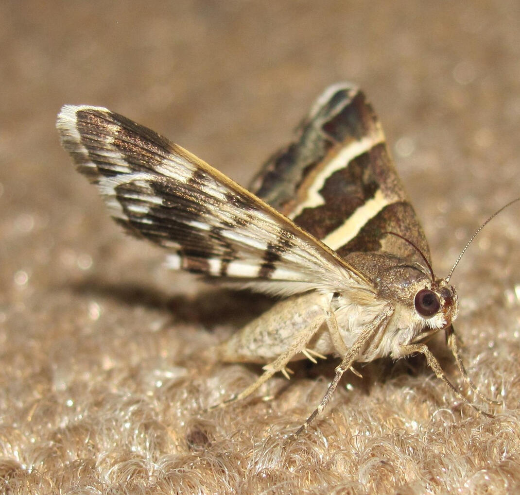 Moth Treatments