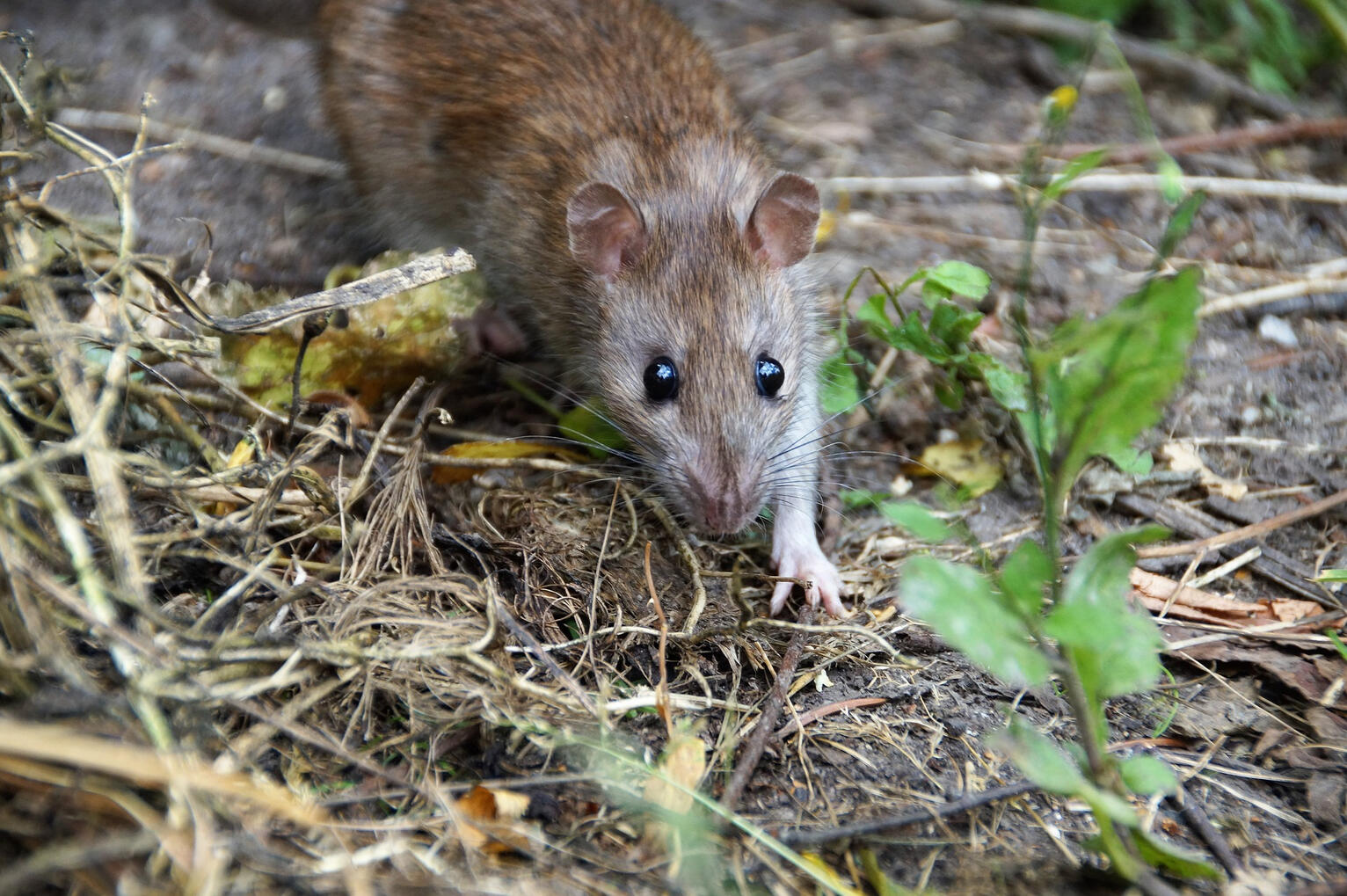 Rats Rat Treatments
