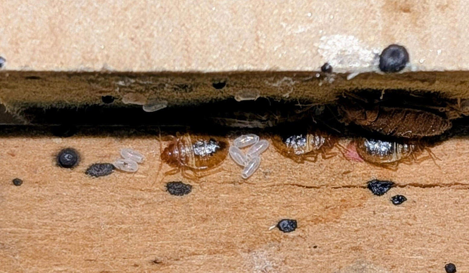 Bed Bugs Bed Bug Treatment