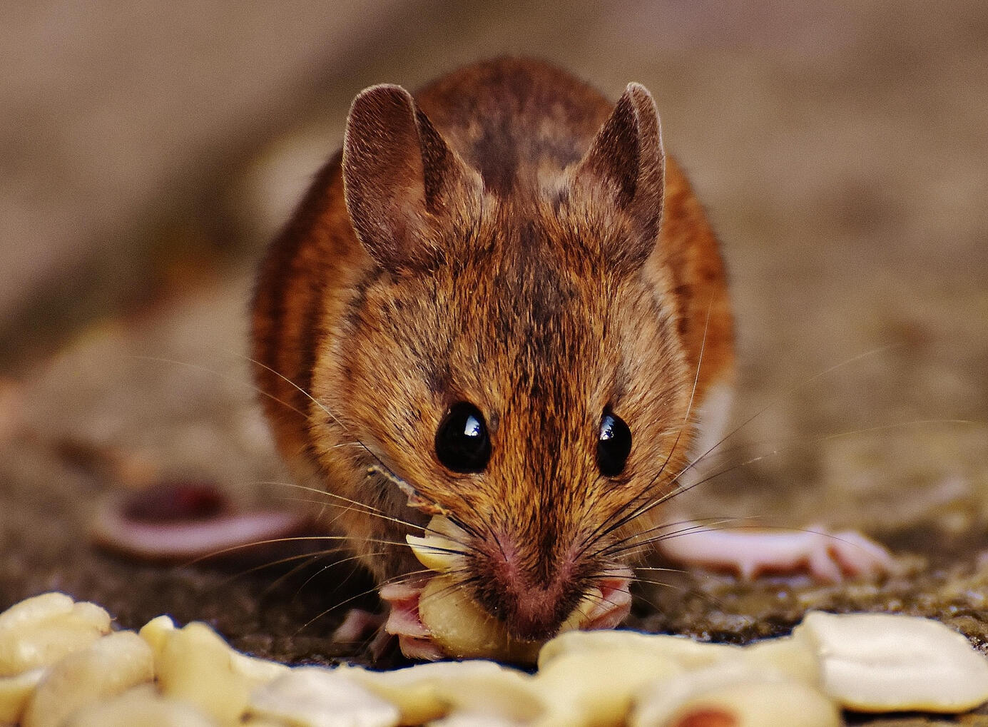Mice Mouse Treatment